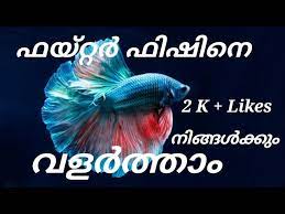 How To Care A Fighter Betta Fish Youtube