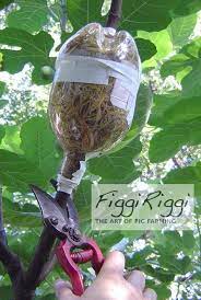 Pin On Rooting Fig Trees