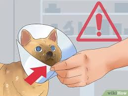Search anything about wallpaper ideas in this website. How To Put An Elizabethan Collar On A Cat 12 Steps