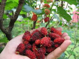 Buah ini adalah buah khas kalimantan yang mengandung banyak manfaat dan khasiat untuk kesehatan. Khasiat Buah Mulberry