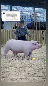 Pig Show Eye Contact: Why Do Handlers ...