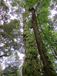 Image result for Parinari excelsa