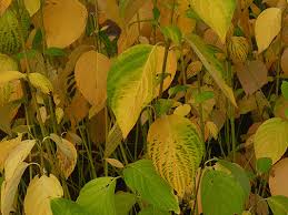 Image result for Sericorema sericea