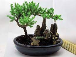 9greenbox Bonsai Juniper Tree Zen Garden With Pool Fishman 21 19 Juniper Bonsai Bonsai Juniper Bonsai Tree