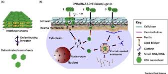Maybe you would like to learn more about one of these? Nanosheets For Delivery Of Biomolecules Into Plant Cells Trends In Plant Science