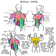 Honestly though if you're just starting off going the superhero route to learn muscles and such is a good place to start. Anime Back Muscles Reference How To Draw Anime Muscular Male Body Step By Step Animeoutline The Back Muscles Are Big And Quite Simple