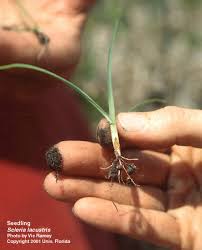 Image result for Scleria