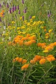 Image result for Asclepias meliodora