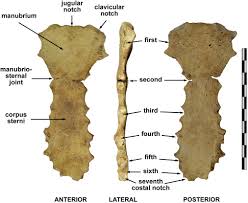 Sternum — stèrnum m definicija anat. Sternum An Overview Sciencedirect Topics