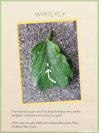 May 24, 2021 · mixing liquid dish soap and water is a diy way to take care of invasive spider mites as the soap will stick to and suffocate them. How To Control Plant Pests Spider Mites And Whiteflies