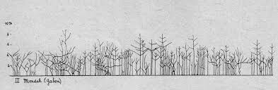 Image result for Pleioceras gilletii