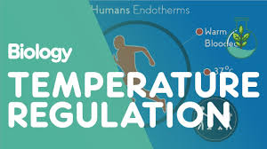 Image result for Temperature Regulation