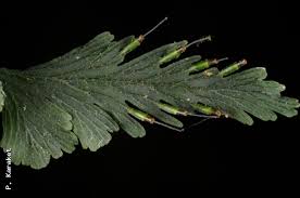 Image result for Vandenboschia gigantea