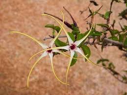 Image result for Strophanthus courmontii