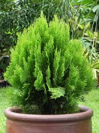 Image result for Vismia orientalis