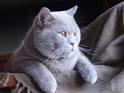Adopt a British Shorthair kitten online-British Shorthair