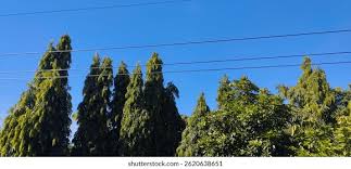 Image result for Monoon longifolium