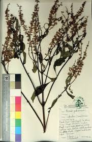 Image result for Ocimum gratissimum