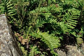 Image result for Blechnum australe