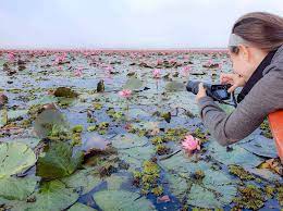 Red lotus lake in udonthani is spread over 8,000 acres in the northeast of thailand. Red Lotus Lake A Trip To Thailand S Most Beautiful Lake