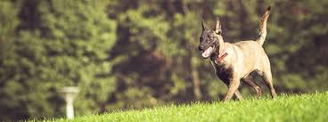 The what not to do method. How To Train Your Dog To Come Dog Recall Training My Family Vets
