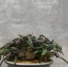 Image result for Euphorbia zambesiana