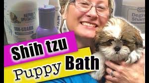 Maybe you would like to learn more about one of these? How To Bathe A Shih Tzu Puppy 15 Steps With Pictures Wikihow