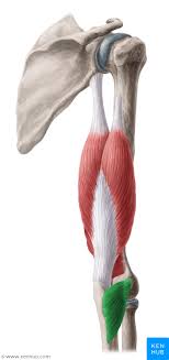 Anconeus Muscle Musculus Anconeus Human Body Anatomy Body Anatomy Brain Anatomy