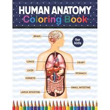 Girls full body picture anatomy. Human Anatomy Coloring Book For Kids Human Body Anatomy Coloring Book For Kids Boys And Girls