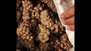 Hayvan Diskisindan Dunyanin En Pahali Kahvesi Kopi Luwak Izlesene Com