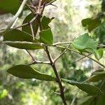 Image result for Carissa tetramera