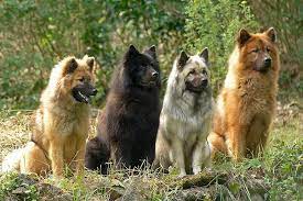 Eurasier puppies from northlakes eurasiers in carlisle, cumbria uk. Eurasier Temperament Price Breeders And Puppies For Sale