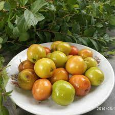 Jangan dimakan, 7 buah dengan bentuk dan warna menggoda ini beracun. Buah Bidara Arab Siap Konsumsi 1 Kg Shopee Indonesia