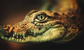 Bildergebnis fr krokodil
