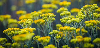 Image result for Helichrysum