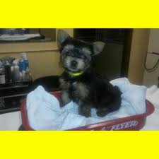 () as the second largest city in indiana, fort wayne casts a wide cultural net with many fun things to do. Cute Akc Yorkshire Terrier Puppies For Sale For Sale In Fort Wayne Indiana Classified Americanlisted Com