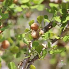 Image result for Adenia gummifera