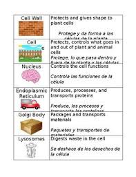Cell Organelle Matching With Spanish Cell Organelles 6th Grade Science Cell