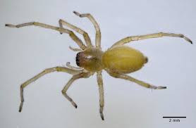 The black widow and the brown recluse. 10 Most Dangerous Spiders Of North America North American Nature