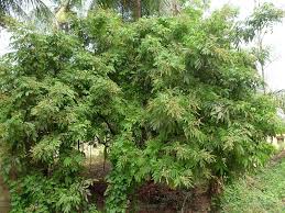 Image result for Lepisanthes