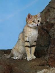 The Sand Cat Or Felis Margarita Is Incredibly Rare It S The Only Cat That You Can Find Living In Desert Areas They Re Extrem Sand Cat Small Wild Cats Cats