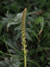 Image result for Juncaginaceae