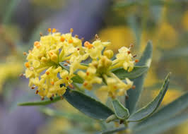 Image result for Gnidia microcephala