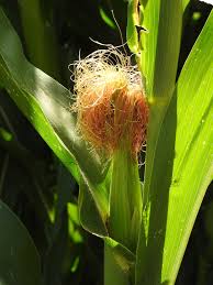Image result for Zea mays