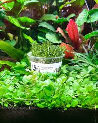 Image result for Hygrophila