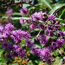 Image result for Vernonia myriantha