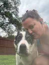 Dogs playing in the snow