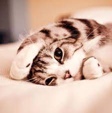 Cat Purrs Can Help Us Heal New Research Animals Beautiful Cute Animal Photos Cute Animals