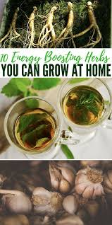 10 Energy Boosting Herbs You Can Grow At Home Shtfpreparedness Com Herbs Herbalism Herbs For Sleep