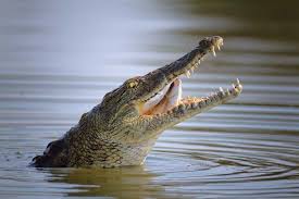 Nile Crocodile